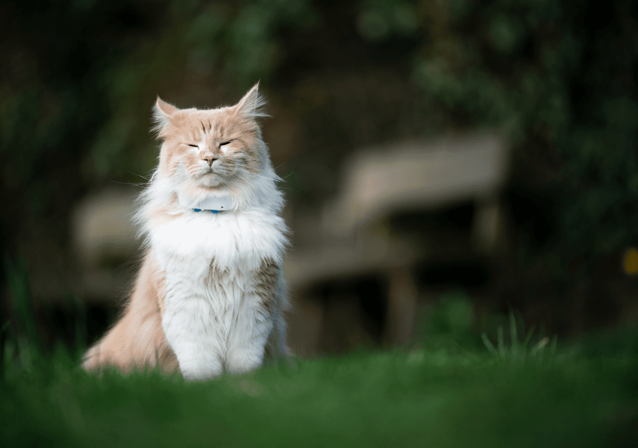 utilisation collier GPS chat sans abonnement