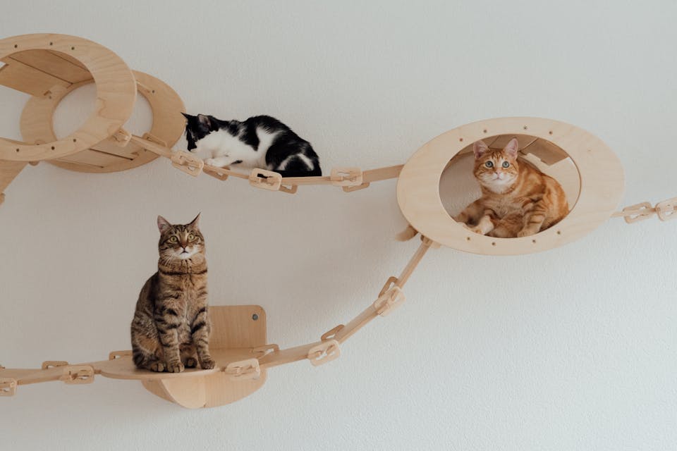 accessoires pour chat petit budget 3